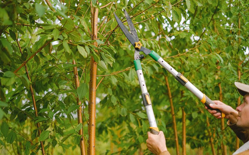 Tree trimming in Tuntutuliak, AK